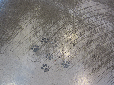 床には猫がひっかいたような跡や足跡の模様が。。。