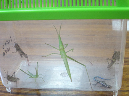 『昆虫標本』クラスに参加した児童が採取した昆虫の一例。バッタやトカゲも。