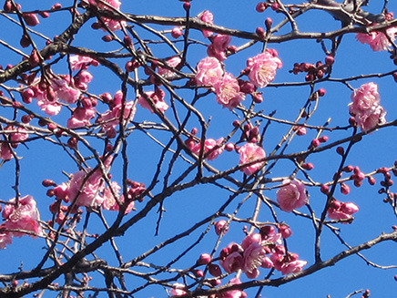 2月初旬、庭先にある大きな八重寒紅梅の木に花が……。