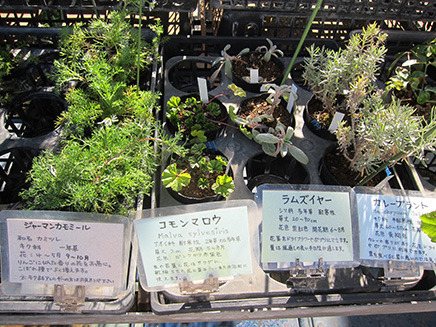 珍しい種類のハーブの苗も多く季節限定のものも販売されている。