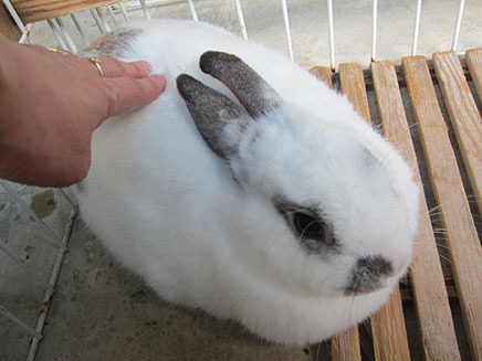 2012年12月生まれの「アラレ」。
優しく背中を撫でてあげると、うっとりした表情に。
驚いてしまうので、抱っこはNG！ウサギは開園時間中がふれあいタイム。