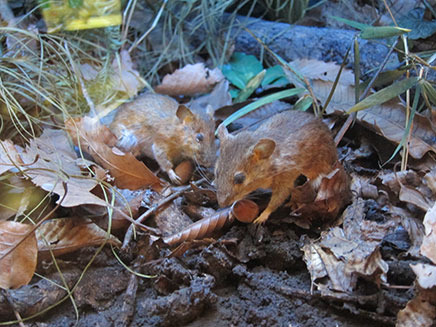 アカネズミが餌を捕る様子。