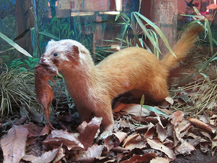 餌になってしまった!……
この後もパネルは続く。自然界は弱肉強食の世界。
残酷なようだけれど、それで自然が成り立っているということが良く分かる。