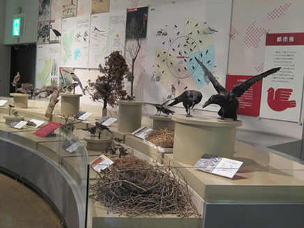 カラスの他にハトやスズメなど、都市にすむ身近な鳥を解説。