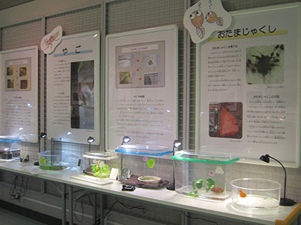 「カエル」や「ヤゴ」なども、現在、実物展示中!