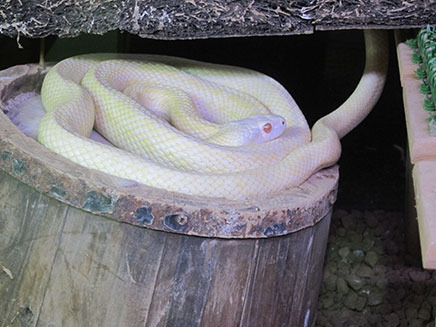 特別展示室の一番奥には、なんと“シロヘビ”が!
アオダイショウが突然変異で白色になったのがシロヘビで、
市内行徳で苦情処理により捕獲されたものを飼育している。
山口県岩国市のシロヘビは国の天然記念物で、
福運金運の神の使いとして、崇高されているのだとか。
レアなシロヘビに会いに行こう!
