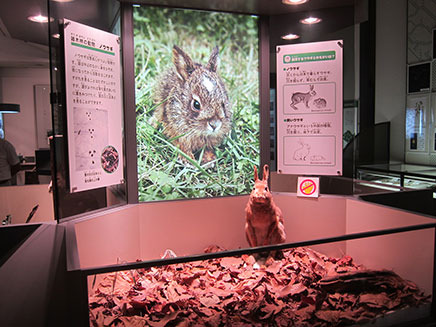 雑木林の動物のコーナー。
ウサギやタヌキ、ハクビシンのはく製とともに解説パネルを展示。