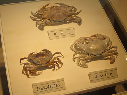 海辺の生き物の展示コーナー。
カニの種類もたくさんあることがわかる。