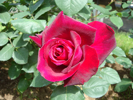 “パパメイアン”。このバラは、フランスの著名な育種家、
アラン・メイアン氏が祖父アントワーヌ・メイアン氏に捧げた、黒バラの代表的銘花。
花の形・色・香りの三拍子揃ったバラで、
1988年に世界バラ会連合「バラの栄誉の殿堂」入りした品種なのだとか。