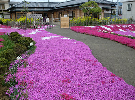 芝桜の開花時期の郭沫若記念館の景色。
白・薄ピンク・鮮やかなピンク、
3種類の芝桜と黄色い菜の花のコラボレーションが美しい。