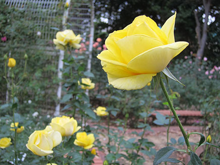 「伊豆の踊り子」と名付けられた黄色いバラ。春から晩秋まで咲き続けるそう。