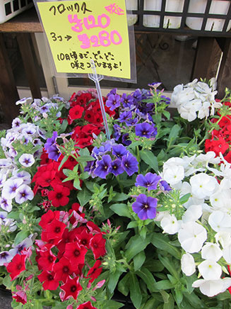赤・青・白の色とりどりに咲く「クロックス」は1鉢120円。
風通しと日当たりの良い場所に置けば、10月頃まで次々と花を咲かせるのだとか。