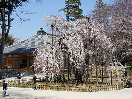 樹齢400年以上といわれる「伏姫桜」。
様々な諸説のある枝垂れ桜で、
いつ誰がつけたのか「伏姫桜（ふせひめざくら）」と呼ばれている。