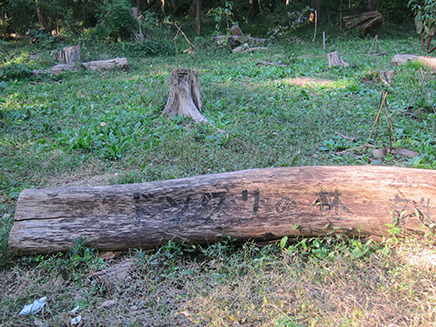 “ドングリの林”と書かれた木の前にはベンチがある。