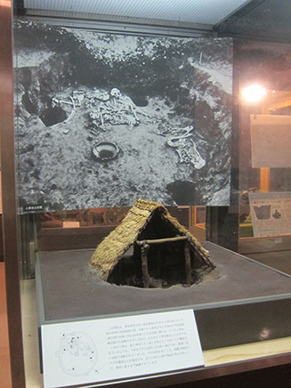 1926年(大正15)に行われた姥山貝塚で、
約4500年前の住居後とその床面に横たわっていた人骨を
当時そのままに1/10に想定復元したもの。