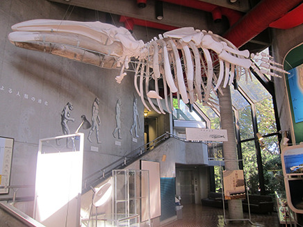 1階のホール全景。
吹き抜けの天井から大きな“コククジラ”の骨の展示物が！