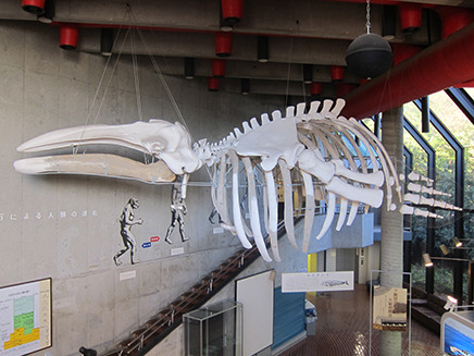 コククジラの標本は2階の渡り廊下から眺めると、
細部まで観察することができる。
