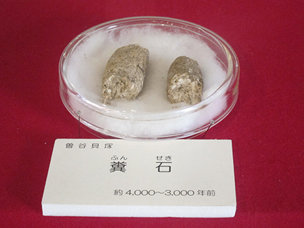 曽谷貝塚から出土された約4000～3000年前の「糞石」！