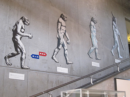 2階へと続く階段の壁には類人の進化の過程がわかる絵が描かれている。