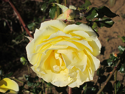 フリルのかかった花びらが特徴的なバラ「ユリイカ」。