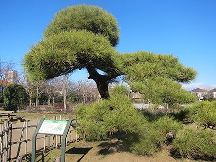 昭和45年に市川市の樹として指定された「クロマツ」。
市内には幹まわりが60cm以上もある見事なクロマツが、
4000本以上も植樹されているのだとか。
この木は2006年に寄贈されたもの。