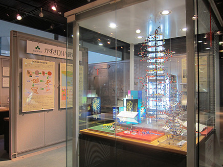 DNAかずさ研究所の資料やDNAの構造模型などを展示。