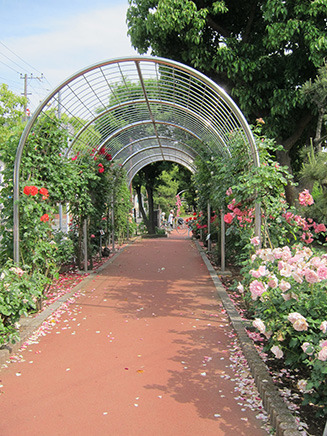 南行徳公園には所々にバラのトンネルがある。