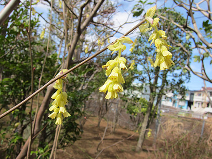 「トサミズキ」は、江戸時代から庭木や盆栽、
 切り花として親しまれてきた花なのだとか。