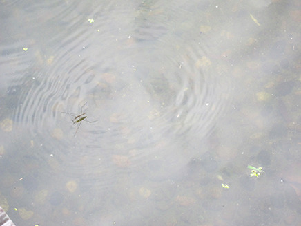 “あめんぼう”が水面に輪をつくりながら素早く動く姿が面白い。まるで忍者のよう！