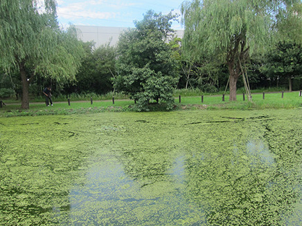 「修景池」という名の池。浮草が一面に！