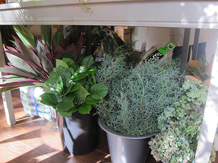 グリーン系の植物。
左から「ドラセナ」、「レモンリーフ」、「コンファ」、「アジサイ」。