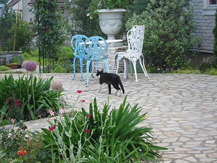 広い庭園をネコちゃんが散歩中。