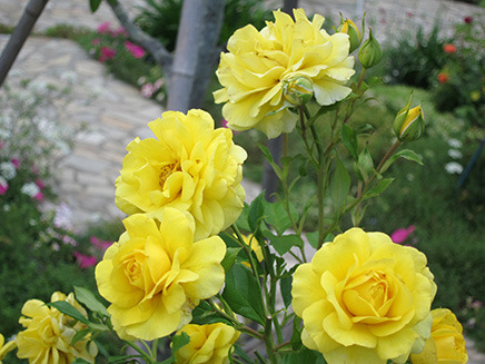 黄色いバラは“アンクル・ウォールター”。