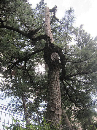 諏訪神社の境内にあるクロマツ。円を描いたような不思議な形の枝。