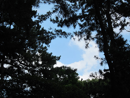 鳥の鳴き声を聞いて見上げると松林の間から青空が。