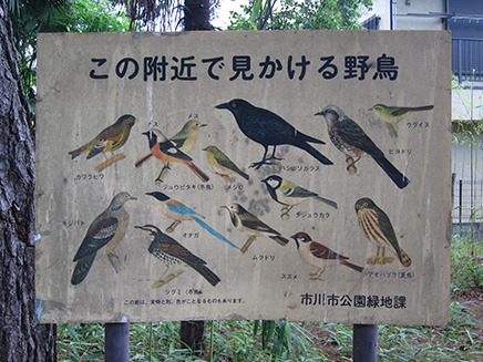 平田緑地周辺で見ることができる野鳥たち。