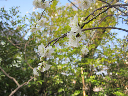 境内に植えられた二分咲きの白梅。