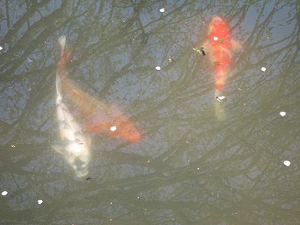 色とりどりの大きな錦鯉がサクラの花びらが浮かぶ池で泳いでいる。