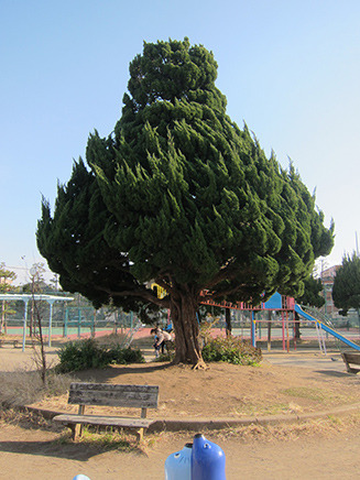 遊具広場の真ん中にある大きな木。キノコのようなユニークな形。
