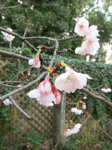 ソメイヨシノの前にカンザクラが花開く。