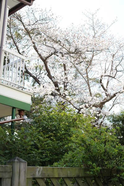 満開に咲き誇る樹齢70～80年のソメイヨシノ。