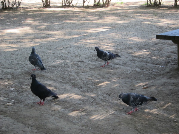 鳩も集う街中の公園。