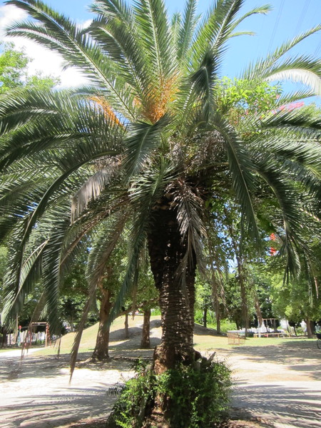 遊具がある広場の中央には、公園のシンボルでもある“ヤシの木”が植えられている。