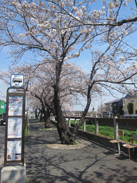 春になると、道路を挟んだ向かいにある川沿いの桜並木が見事に咲き誇る。