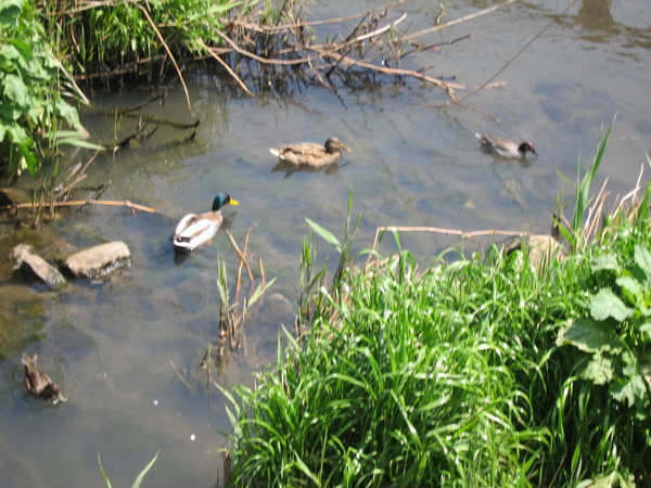 川には野鳥のカモも羽を休めに降り立つ。