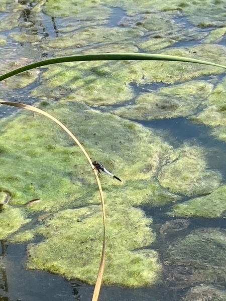 中央に垂れ下がる葉にとまるトンボ。種類豊富なトンボが池を飛び回っている。