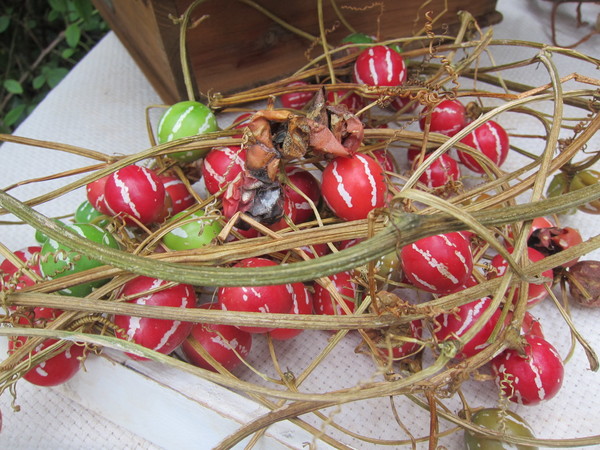 一年草のつる科の植物「オキナワスズメウリ」。小さな実が最初は緑色で徐々に赤く色付いていく。花言葉は“悪戯好き”。