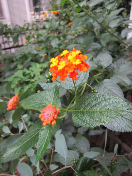 夏から秋にかけて花香～kaka～のアプローチを彩る「ランタナ」。同じ茎から違う色の花を咲かせるカラフルな小花。咲いてからも徐々に色が変化することから、和名は“七変化”！