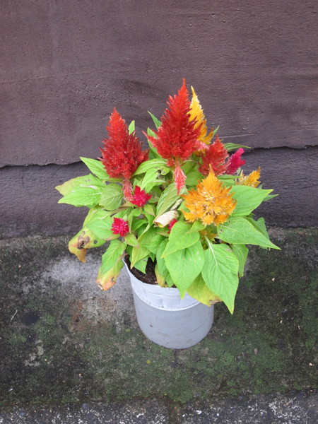 お店の前には鉢に植えられた季節の花が並んでいる。取材時の10月下旬にはケイトウの花も。ニワトリのトサカに似ていることから「鶏頭(ケイトウ)」と呼ばれ、炎のような鮮やかな花色が秋に彩りを添えている。