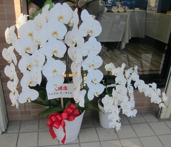 店頭には開店のお祝いに胡蝶蘭の鉢植えが。